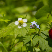 Il Sottobosco – Fragoline di bosco