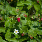 Il Sottobosco – Fragoline di bosco